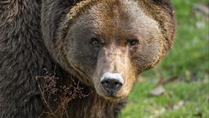 Preview wallpaper bear, animal, head, wild, grass