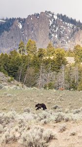 Preview wallpaper bear, animal, mountains, trees, wildlife