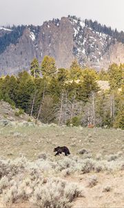 Preview wallpaper bear, animal, mountains, trees, wildlife