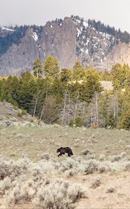 Preview wallpaper bear, animal, mountains, trees, wildlife