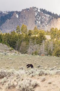 Preview wallpaper bear, animal, mountains, trees, wildlife