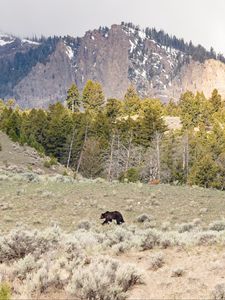 Preview wallpaper bear, animal, mountains, trees, wildlife