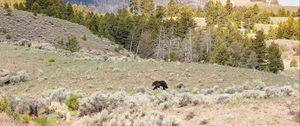 Preview wallpaper bear, animal, mountains, trees, wildlife