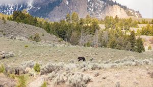 Preview wallpaper bear, animal, mountains, trees, wildlife