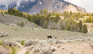 Preview wallpaper bear, animal, mountains, trees, wildlife