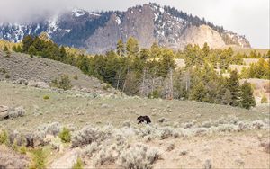 Preview wallpaper bear, animal, mountains, trees, wildlife