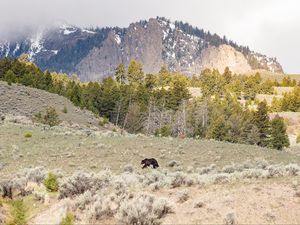 Preview wallpaper bear, animal, mountains, trees, wildlife