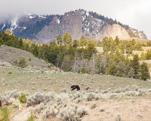 Preview wallpaper bear, animal, mountains, trees, wildlife