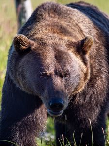 Preview wallpaper bear, animal, predator, grass