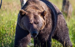 Preview wallpaper bear, animal, predator, grass