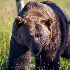 Preview wallpaper bear, animal, predator, grass