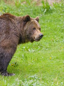 Preview wallpaper bear, animal, predator, wildlife