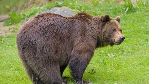 Preview wallpaper bear, animal, predator, wildlife