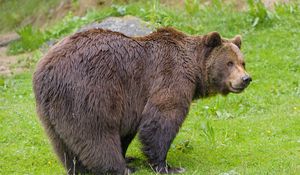 Preview wallpaper bear, animal, predator, wildlife