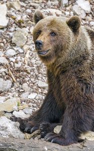Preview wallpaper bear, animal, predator, stones, wildlife