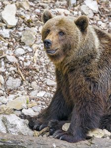 Preview wallpaper bear, animal, predator, stones, wildlife