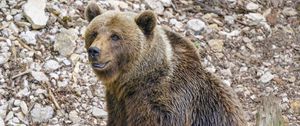 Preview wallpaper bear, animal, predator, stones, wildlife