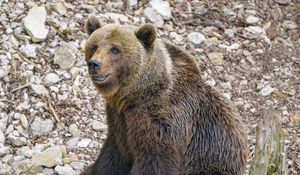 Preview wallpaper bear, animal, predator, stones, wildlife