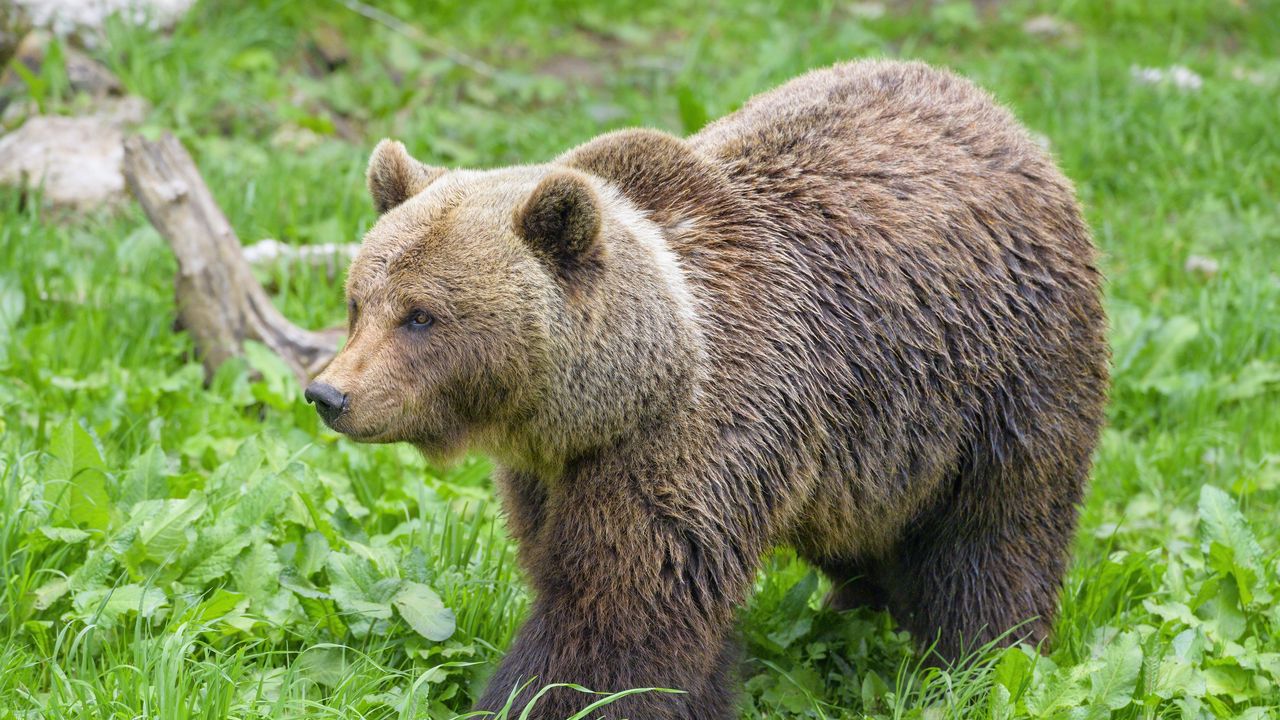 Wallpaper bear, animal, predator, grass, wildlife