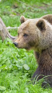 Preview wallpaper bear, animal, predator, grass, wildlife