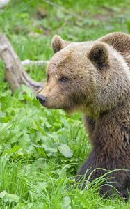 Preview wallpaper bear, animal, predator, grass, wildlife