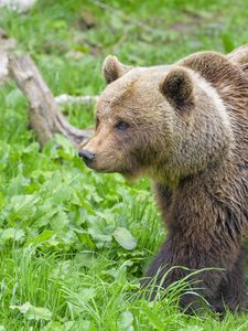 Preview wallpaper bear, animal, predator, grass, wildlife