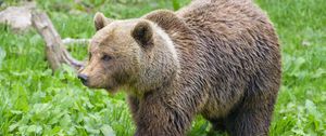 Preview wallpaper bear, animal, predator, grass, wildlife