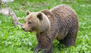 Preview wallpaper bear, animal, predator, grass, wildlife