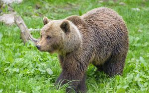Preview wallpaper bear, animal, predator, grass, wildlife