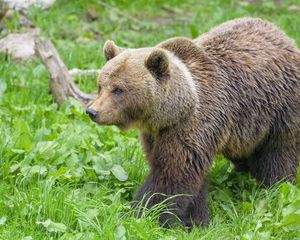 Preview wallpaper bear, animal, predator, grass, wildlife