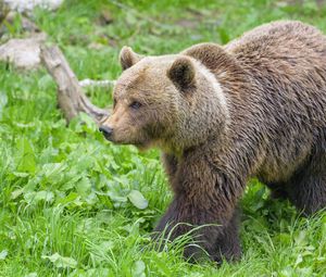 Preview wallpaper bear, animal, predator, grass, wildlife