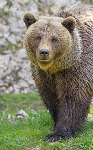 Preview wallpaper bear, animal, predator, glance