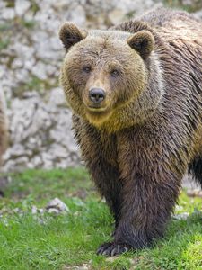 Preview wallpaper bear, animal, predator, glance