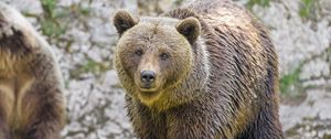 Preview wallpaper bear, animal, predator, glance