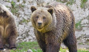 Preview wallpaper bear, animal, predator, glance