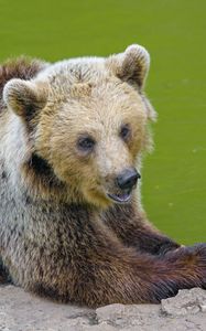 Preview wallpaper bear, animal, predator