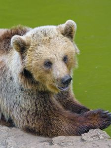 Preview wallpaper bear, animal, predator