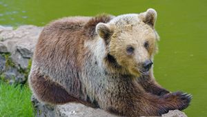 Preview wallpaper bear, animal, predator