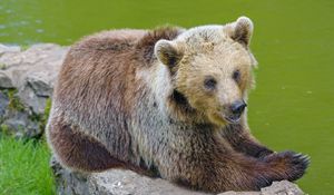 Preview wallpaper bear, animal, predator