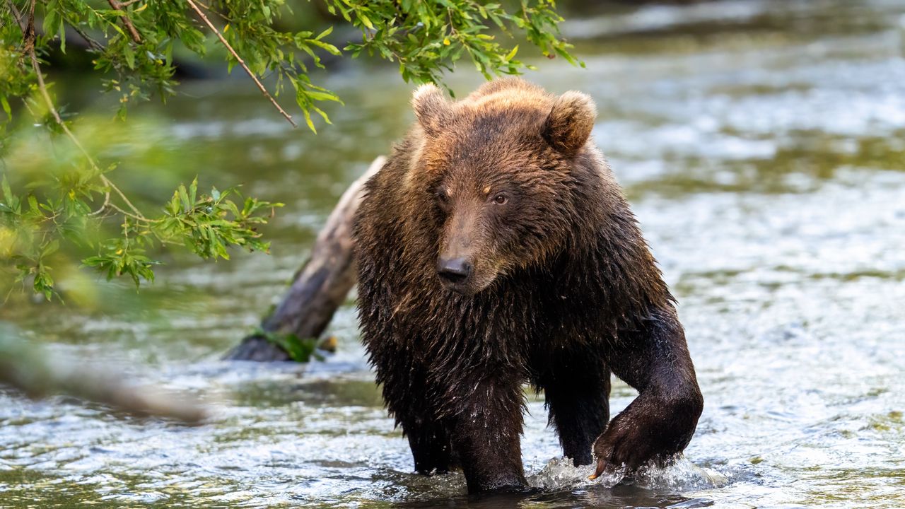 Wallpaper bear, animal, river, wet