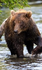 Preview wallpaper bear, animal, river, wet