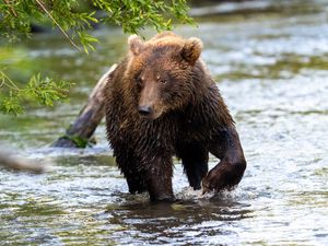 Preview wallpaper bear, animal, river, wet