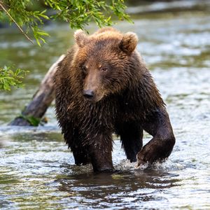 Preview wallpaper bear, animal, river, wet