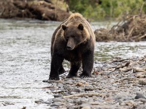 Preview wallpaper bear, animal, river, pebbles, wildlife