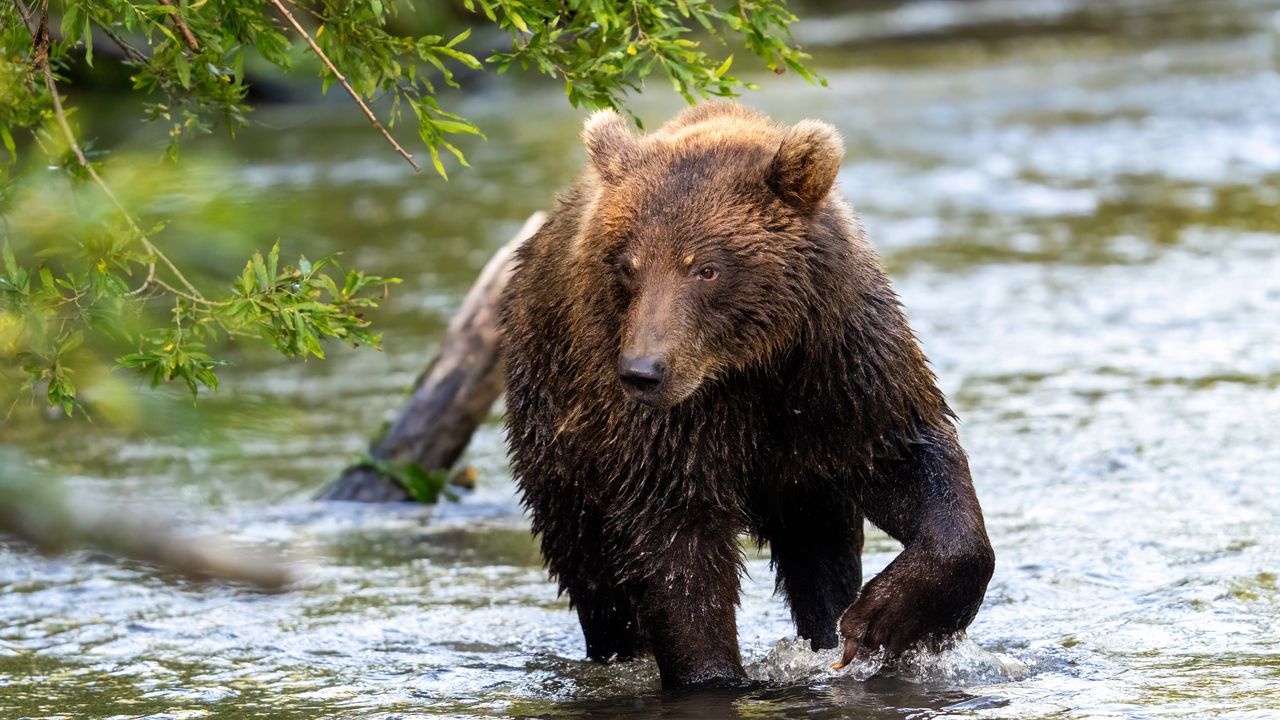 Wallpaper bear, animal, wet, river