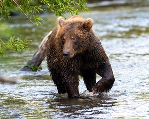 Preview wallpaper bear, animal, wet, river