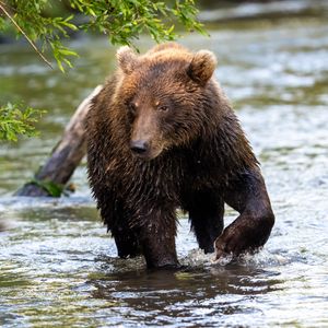 Preview wallpaper bear, animal, wet, river