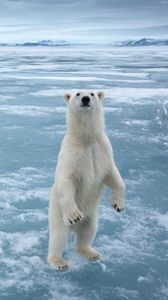 Preview wallpaper bear, animal, white, ice, snow