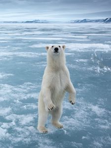 Preview wallpaper bear, animal, white, ice, snow