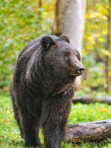 Preview wallpaper bear, animal, wildlife, grass, log